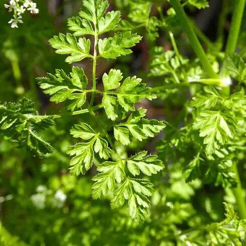 French-Parsley-Curly-Chervil