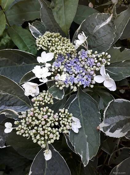 Hortenzie velkolistá (Hydrangea macrophylla)