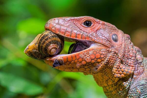 Zoo Praha obnovila chov šnekožravých ještěrů dracén krokodýlovitých