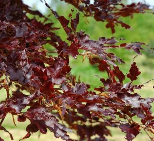 Fagus sylvatica 'Rohan Red Weeping' - červenolistý, převislý buk