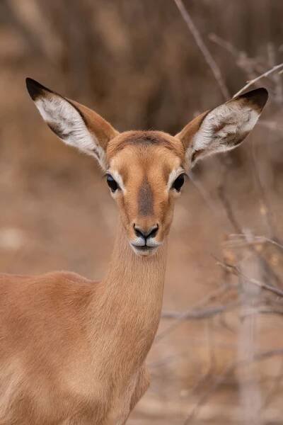 Kenya 2022 – Wildstock Photography