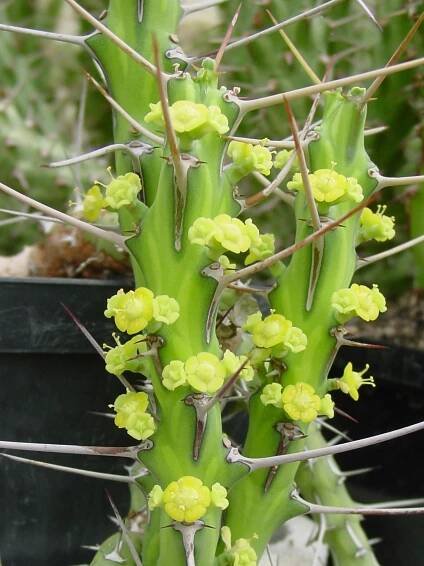 Euphorbia subgenus Euphorbia section tricanthium Jacobsen. Part 2 – u4ba