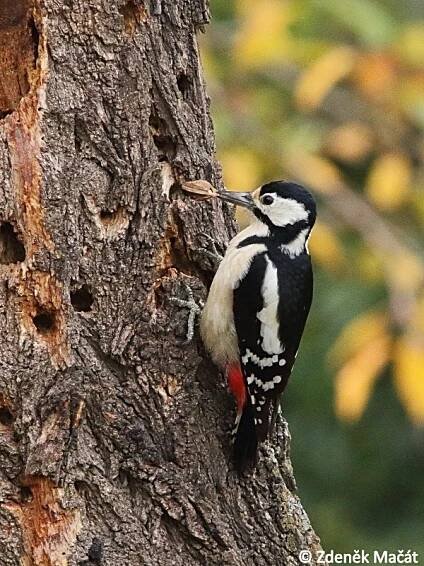 Dendrocopos major - strakapoud velký | Picidae - datlovití | Natura Bohemica