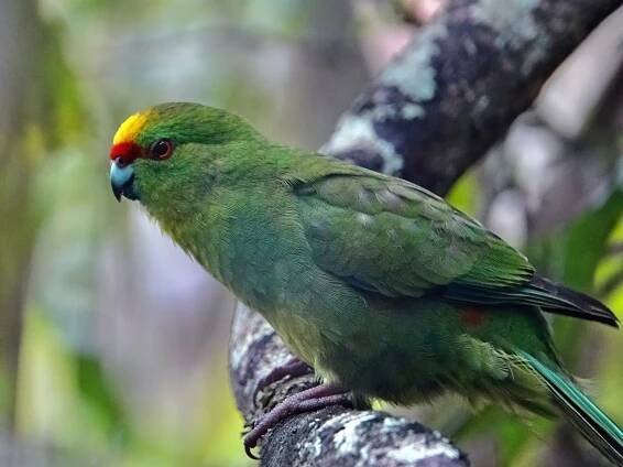 Yellow-crowned Parakeet - Curtis Smith