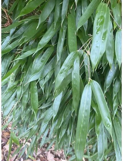 Phyllostachys aureosulcata 'Spectabilis' - bambus - Okrasné dřeviny Ing. Milan Žižka