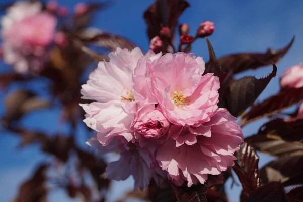 Sakura ozdobná ROYAL BURGUNDY 120cm