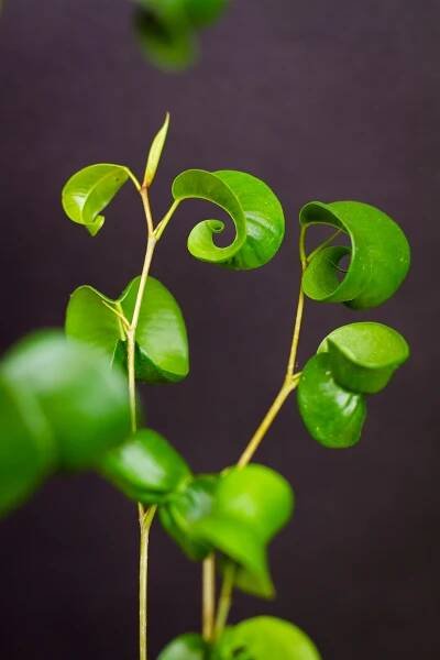 Ficus benjamina ‘Barok‘ - Image 4