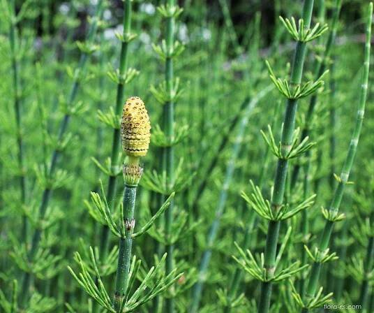 Přeslička bahenní (Equisetum palustre), květy, květenství