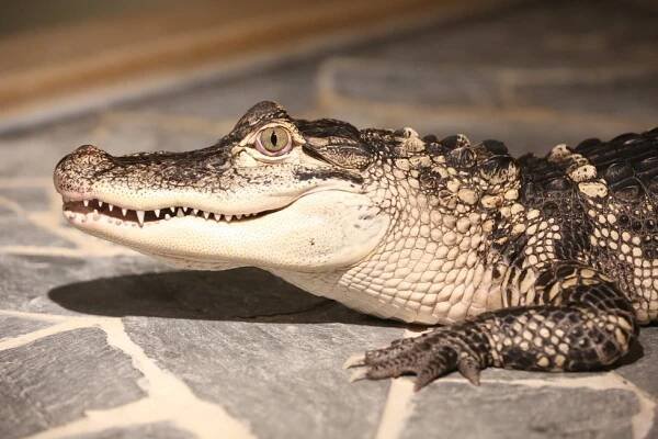 Výlet na celý den – ZOO Praha