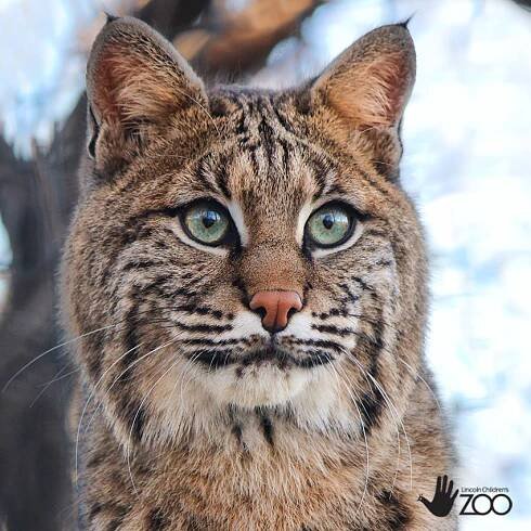 Bobcats