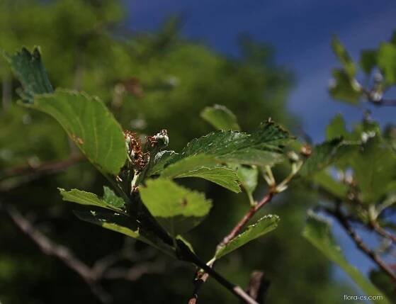 Jeřáb labský (Sorbus albensis)
