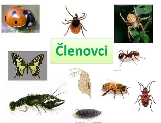 Členovci – stavba těla – Materiály pro žáky ZŠ