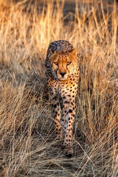 a cheetah