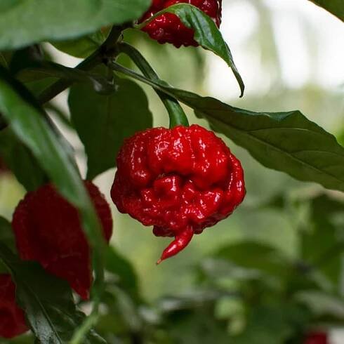 Top 10 World's Hottest Peppers [2025 Update] New Hottest Pepper