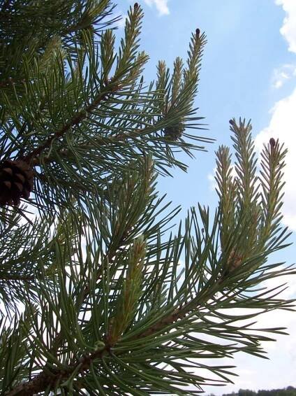 Jehlice druhu borovice lesní nebo Pinus Sylvestris
