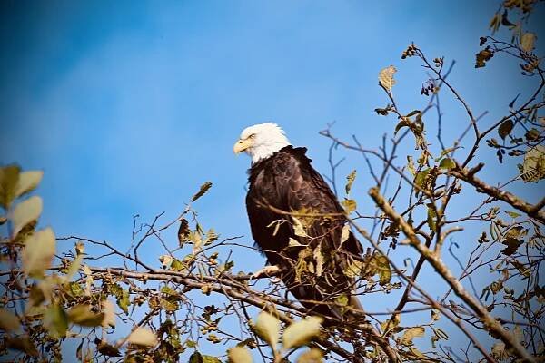 Photo Contest Results 2020-21 | Bald Eagle Interpretive Center