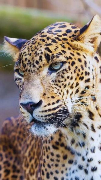 Spotting the Sri Lankan Leopard: 7 best national parks to spot the elusive big cat