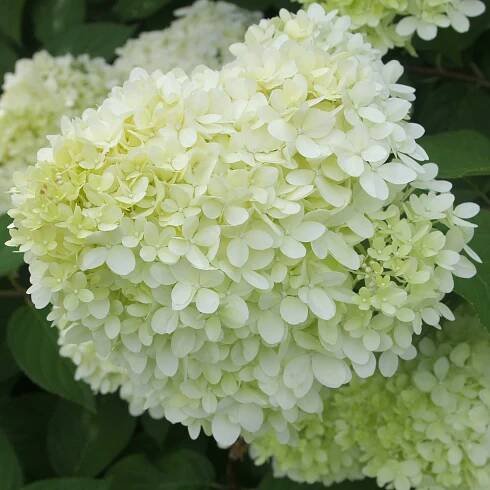 Hydrangea paniculata limelight ® - Rispenhortensie 'Limelight' - Rispenhortensie