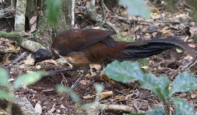 Profile view of an Albert's lyrebird looking for insects amongst leaf litter on the forest floor. Photo: Gavin Phillips © Gavin Phillips