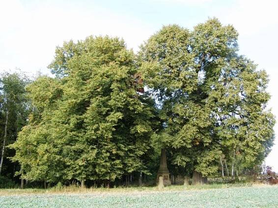 Hořiněveské lípy - Památný strom