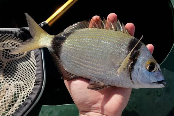 Canary fishing adventures