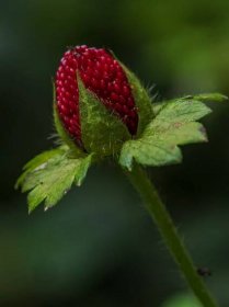 Eric Buell Photography - Botanical Beauty
