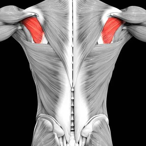 Lidský svalový systém Torso Svaly Infraspinatus Svalová anatomie. 3D — Stock obrázek