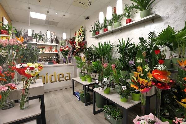 KVETINÁRSTVO ČADCA - Kaufland - Orchidea - Kvetinárstvo