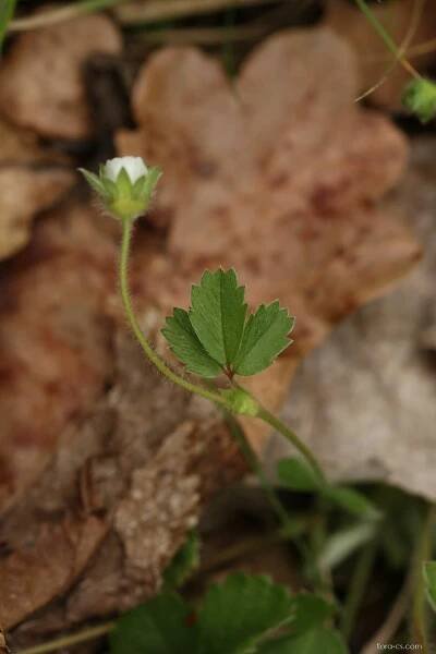 Mochna jahodovitá (Potentilla sterilis)