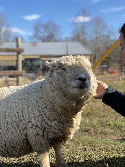 Your First Lambs – My Little Sheep