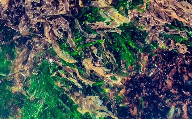 Algae-5412