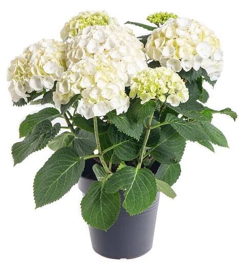 Hortenzie velkolistá, Hydrangea macrophylla, bílá, skladem | ZAZUMi.cz