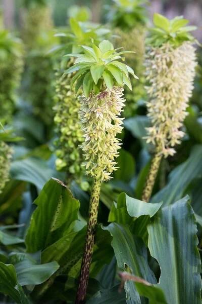 Eucomis bicolor