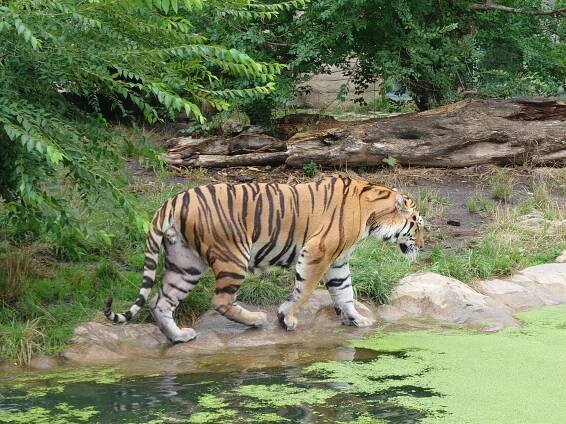 Zoo Ohrada Hluboká nad Vltavou 2023 - PhoneCopy