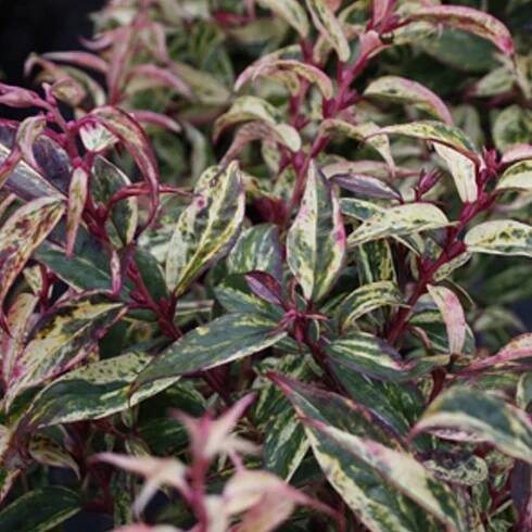 leucothoewalterirainbow