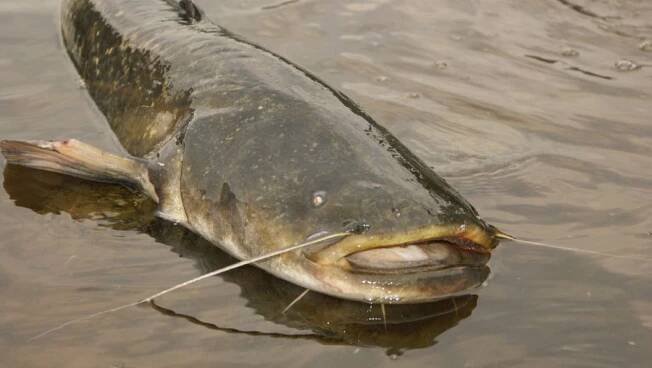 Rybářský průvodce - srpen | fishmaster.cz