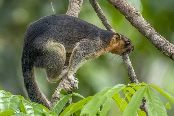 8D7N Sabah Borneo Wildlife Safari Tour Package