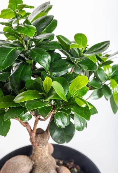 Fíkus, Ficus microcarpa, bonsaj, květináč 16-17 cm skladem | ZAZUMi.cz