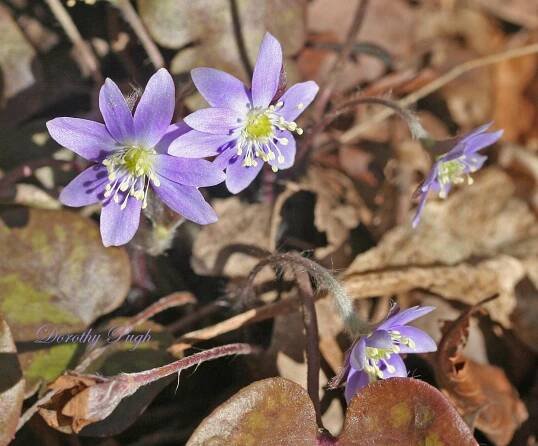 A Virtual Wildflower Garden Across Time