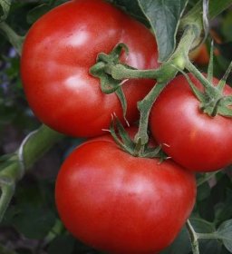 Rajčata "Doll Masha": charakteristika a popis odrůdy rajčat F1