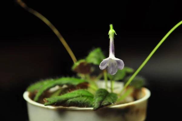 Soubor:Sinningia muscicola.jpg