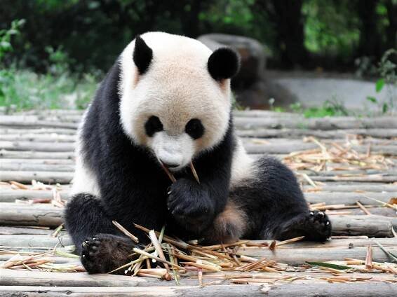 Pandí diplomacie se znovu rozjíždí. Čína pošle zvířata do zoo v San Diegu