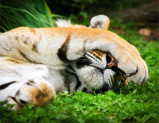 Amur Tiger | Zoo de Granby