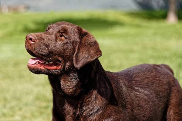 Sandia Labradors - bounce house rentals and slides for parties in Rio Rancho