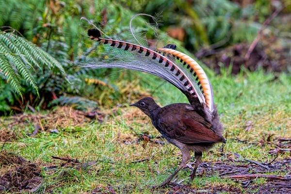Eastern Australia Birding Tour: Cassowaries to Lyrebirds