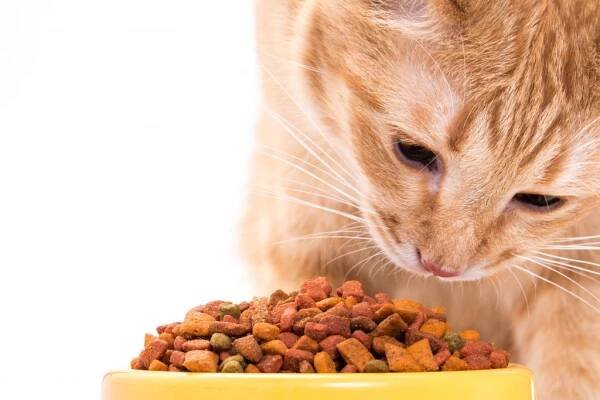 Petfood Forum Europe: webinář o trendech výživy a produkci krmiv