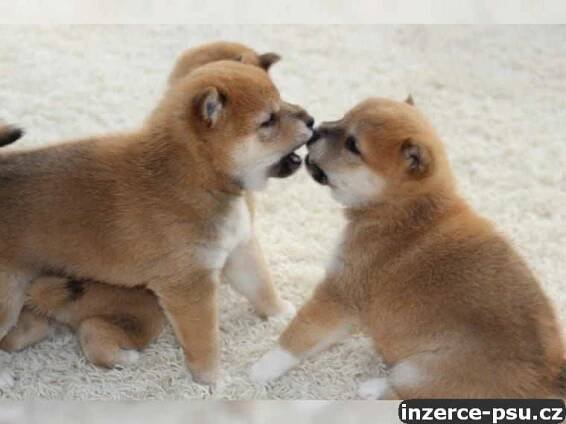 Prodám krásná štěňata Shiba inu