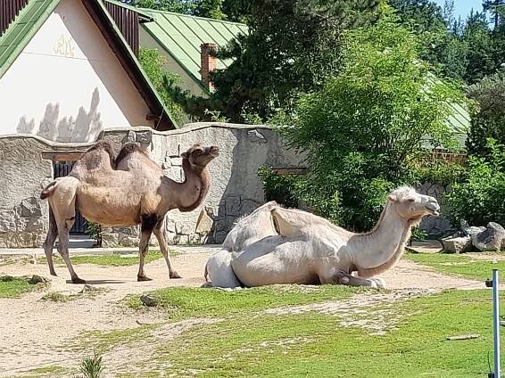 SONS ČR - ZOO Liberec - komentovaná prohlídka 