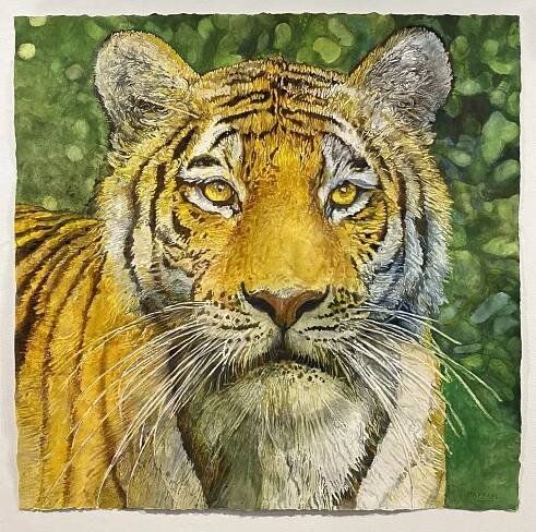Tiger, 2021, watercolor on paper, 42 x 42 inches
