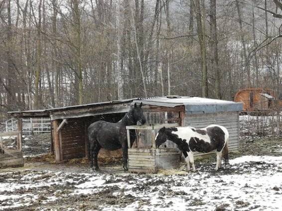Ranč Mustang foto 6
